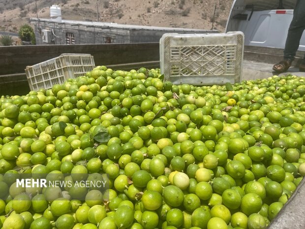 راه اندازی مرکز لیمو خشک کنی در شهرستان حاجی آباد