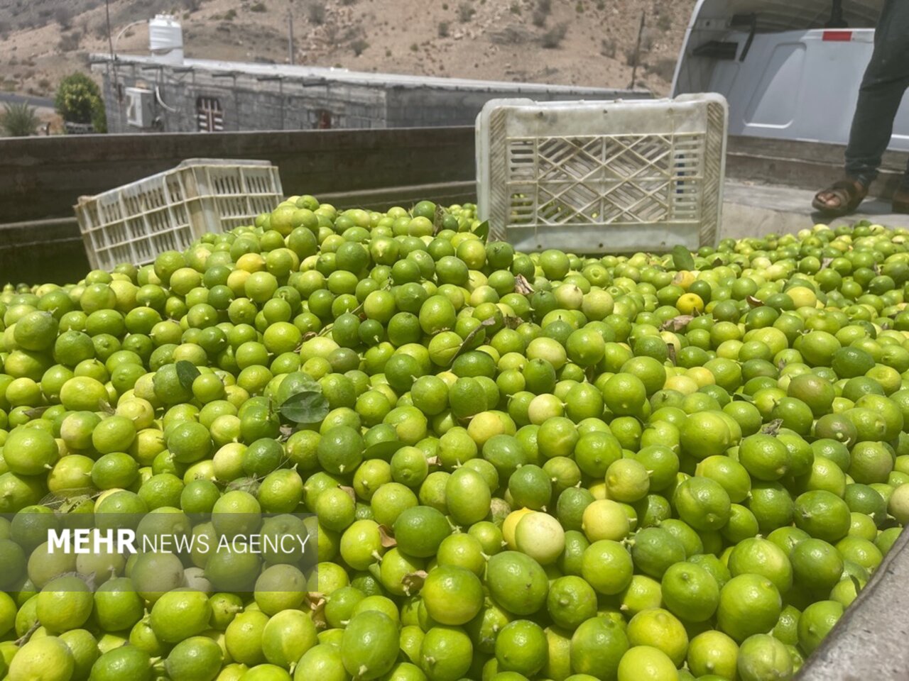 راه اندازی مرکز لیمو خشک کنی در شهرستان حاجی آباد