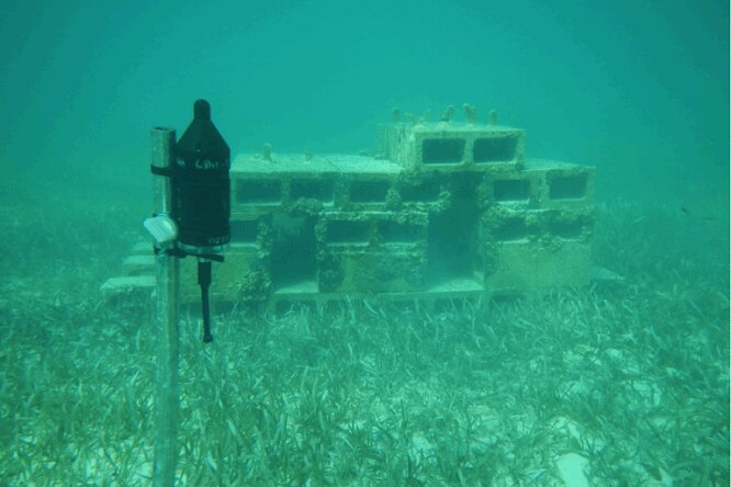 بازسازی اکوسیستمهای دریایی بوشهر؛ ساخت زیستگاههای مصنوعی درخلیج فارس