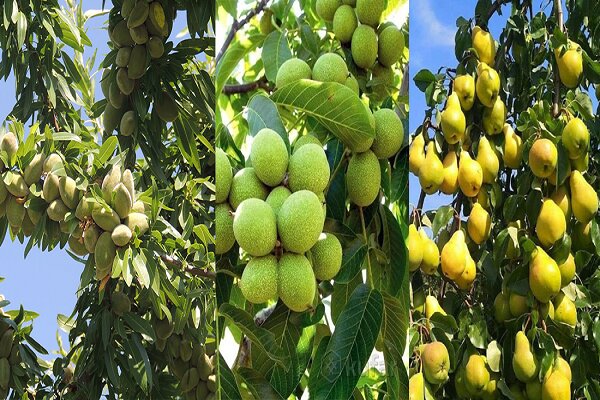 پیش‌بینی افزایش 8 درصدی تولید میوه‌های سردسیری و خشک