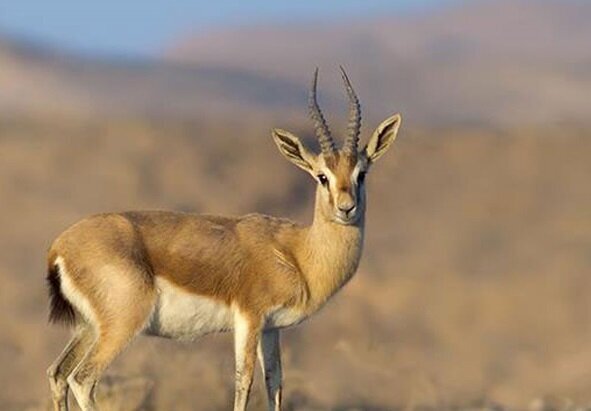 «جبیرها» حمایت میخواهند/ لزوم پایبندی صنایع بوشهر به تعهدات