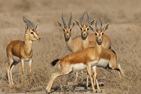 «جبیرها» حمایت میخواهند/ لزوم پایبندی صنایع بوشهر به تعهدات