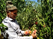 حراج دسترنج باغداران گلستانی در بازار؛ سودی که به جیب دلالان می رود!