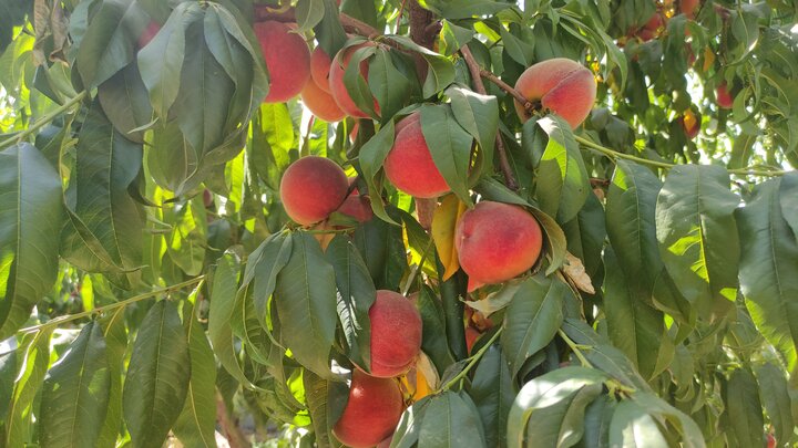 حراج دسترنج باغداران گلستانی در بازار؛ سودی که به جیب دلالان می رود!