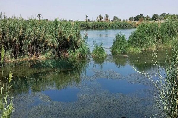 العراق يقرر إيقاف زراعة الأرز والذرة الصفراء بسبب شح المياه