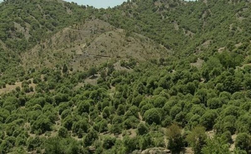 کاشت بیش از ۳۲۰ میلیون درخت طی یک سال در ایران