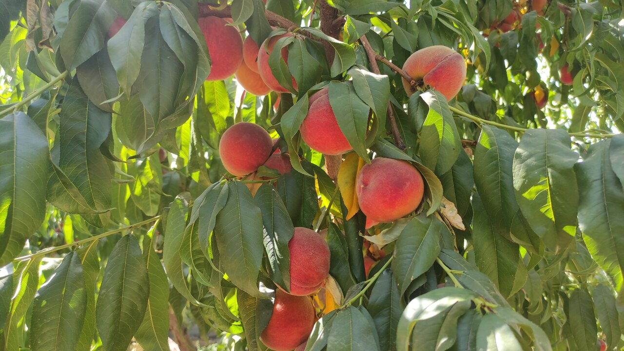 شیرینی هلو به کام واسطهها/ نبود صنایع تبدیلی معضلی برای کشاورزان