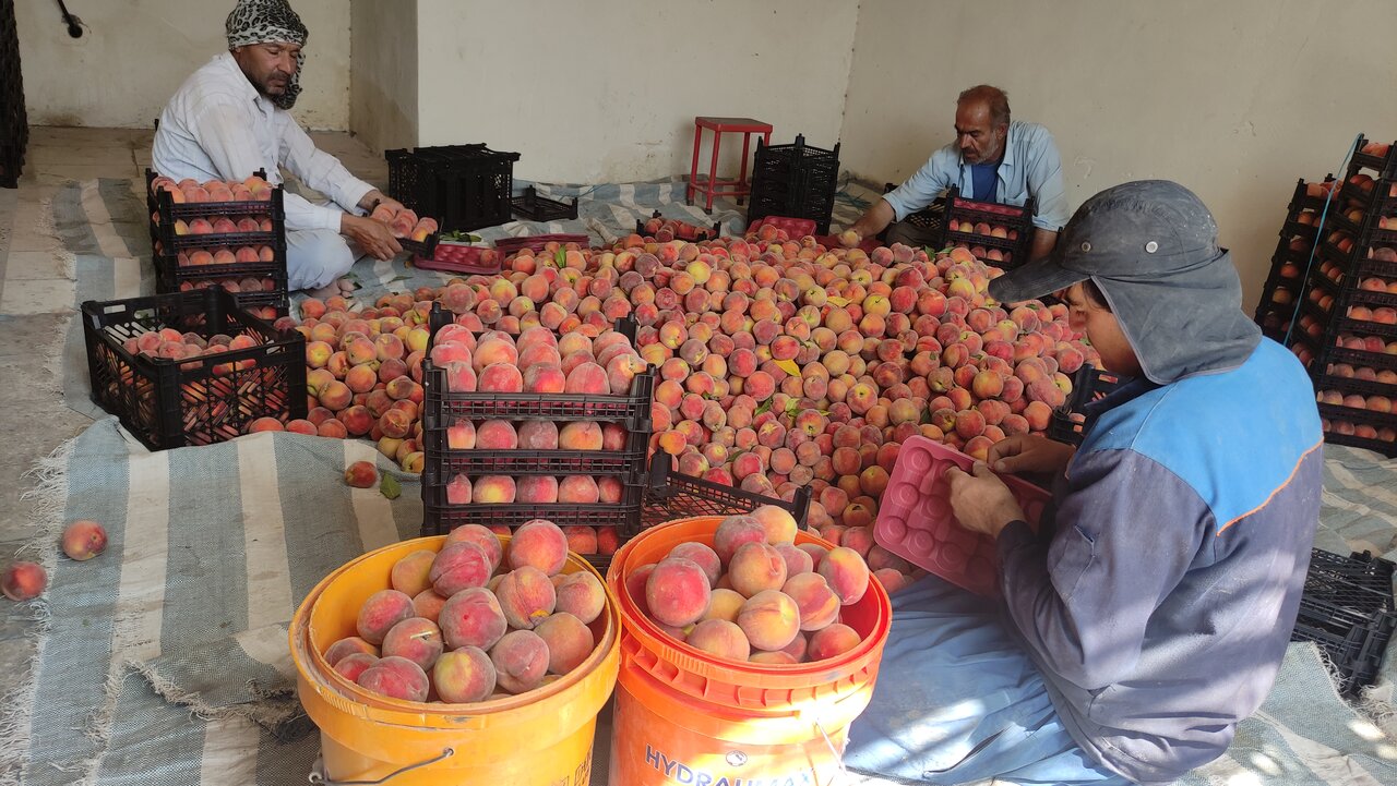 شیرینی هلو به کام واسطهها/ نبود صنایع تبدیلی معضلی برای کشاورزان