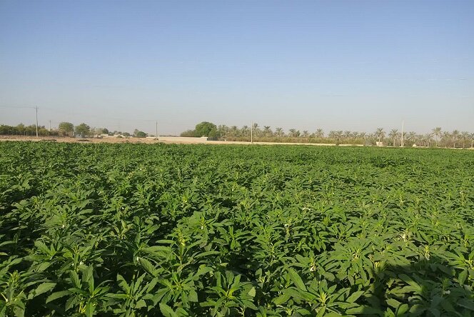 ضرورت حرکت از کشت سنتی به کشاورزی دانشبنیان / رشد تولید گندم دیم