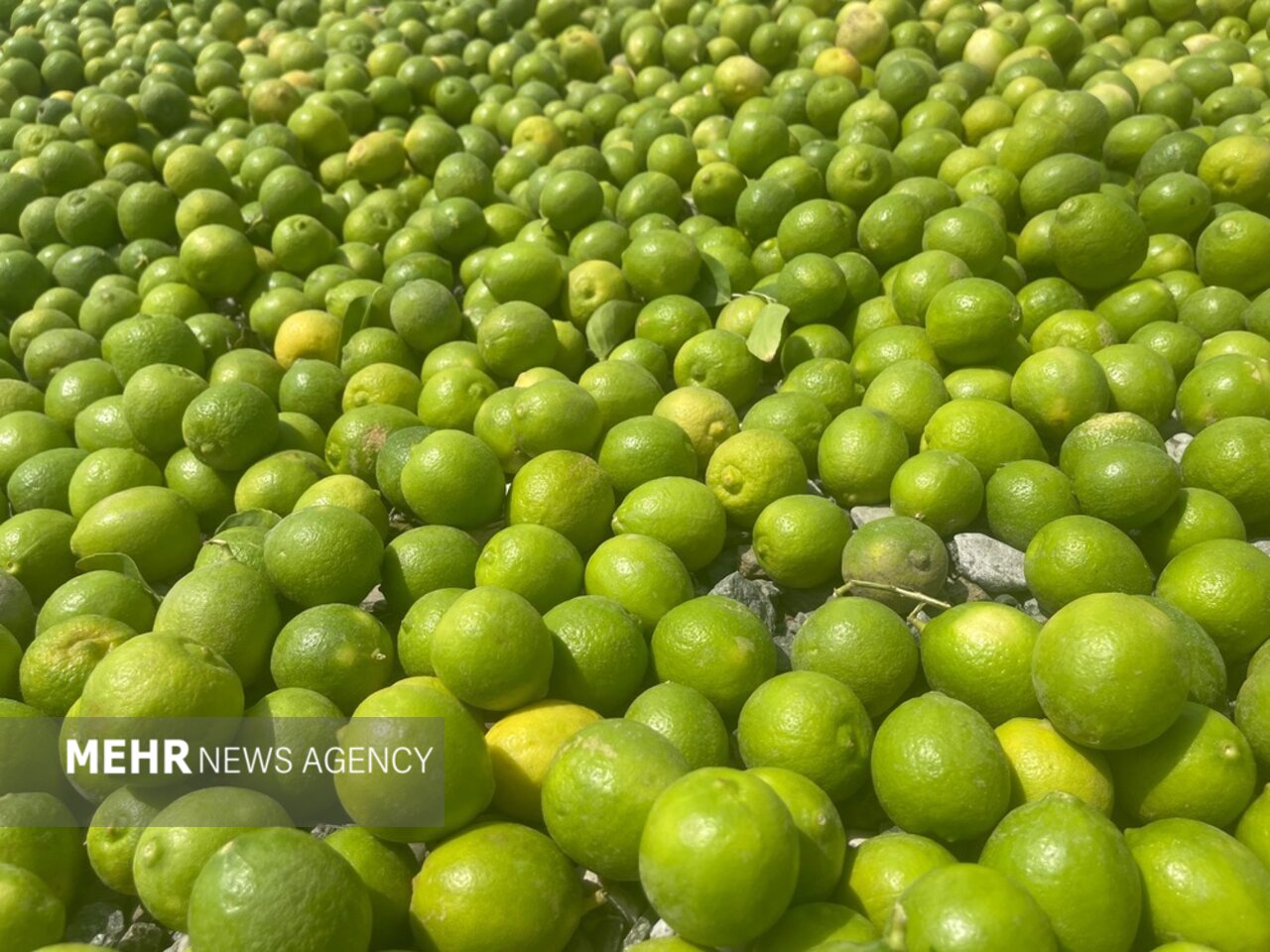 لیموترش بوشهر نیازمند بازارهای صادراتی؛ لزوم ایجاد زنجیره ارزش کارآمد