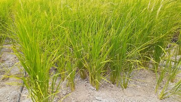 گلوگاه در خشکه کاری برنج پیشتاز است