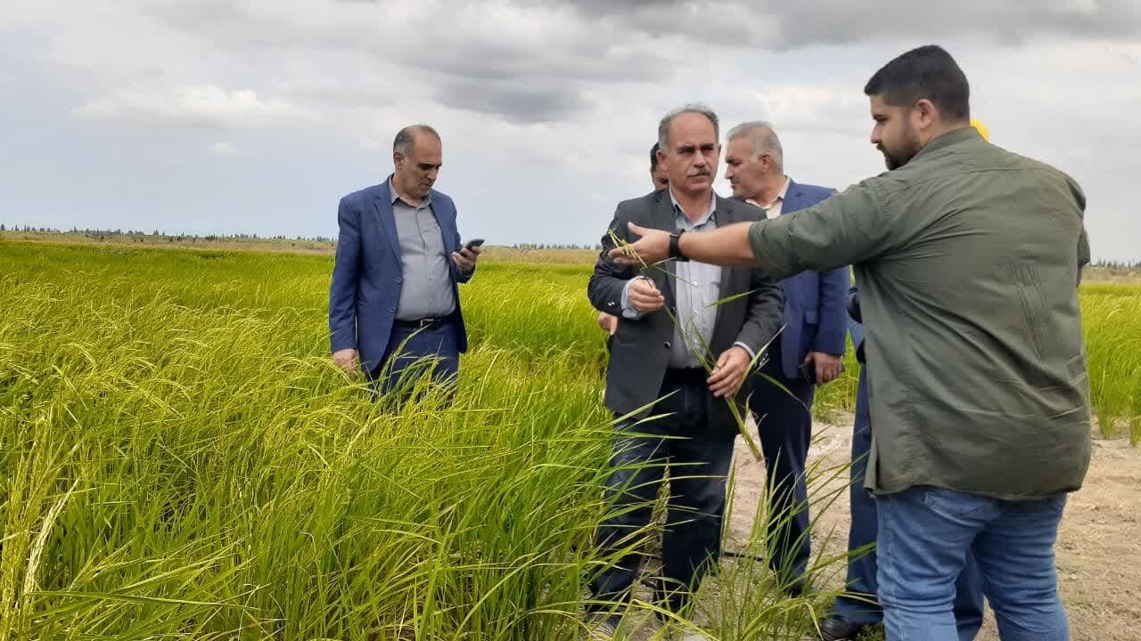 برنجکاری در خشکسالی/ رفع تشنگی شالیزار با خشکهکاری