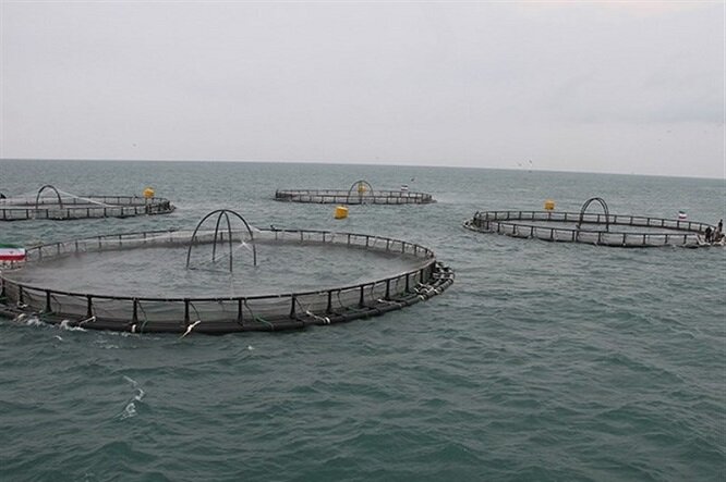 پرورش ماهی در دل دریا/ فشار به ذخایر دریایی کاهش می‌یابد