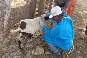 چهارمین بیمارستان دامپزشکی ایلام در دره شهر به بهره برداری رسید