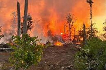 VۤIDEO: Wildfires engulf US town of Louisiana