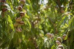 Harvesting almond in Saman County