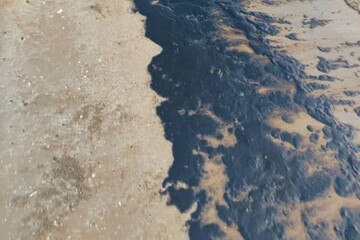 مشاهده آلودگی نفتی در ساحل گناوه/ علت در حال بررسی است