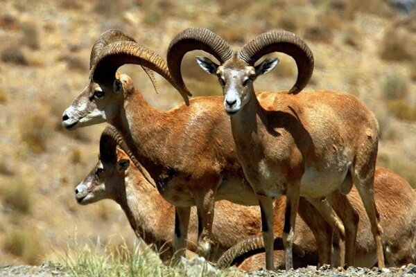 خشکسالی مهمترین عامل تهدیدکننده جمعیت حیات وحش اصفهان است