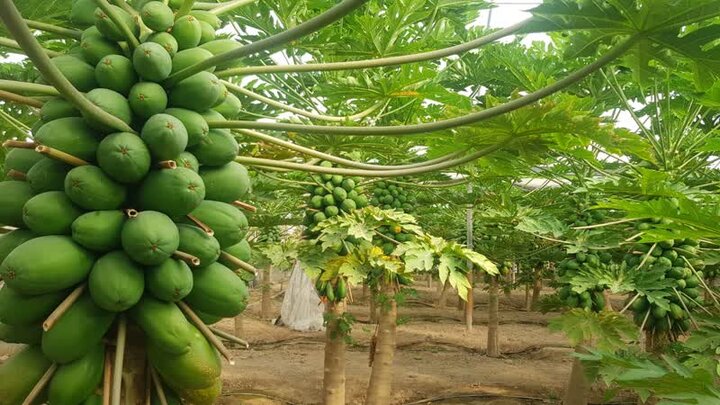 افتتاح و بهره برداری از پروژه های هفته دولت در پاکدشت آغاز شد