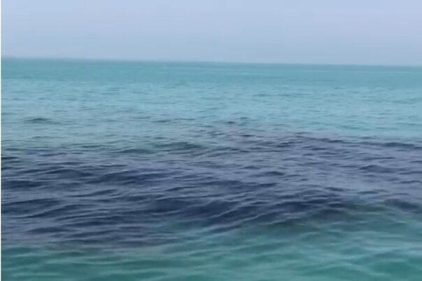 تکرار آلودگی نفتی دریایی در بوشهر؛ عملیات تخلیه و پاکسازی کند است تکرار آلودگی نفتی دریایی در بوشهر؛ عملیات تخلیه و پاکسازی کند است