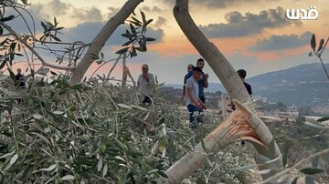 حمله وحشیانه شهرک‌نشینان صهیونیست به نابلس/باغات زیتون تخریب شدند