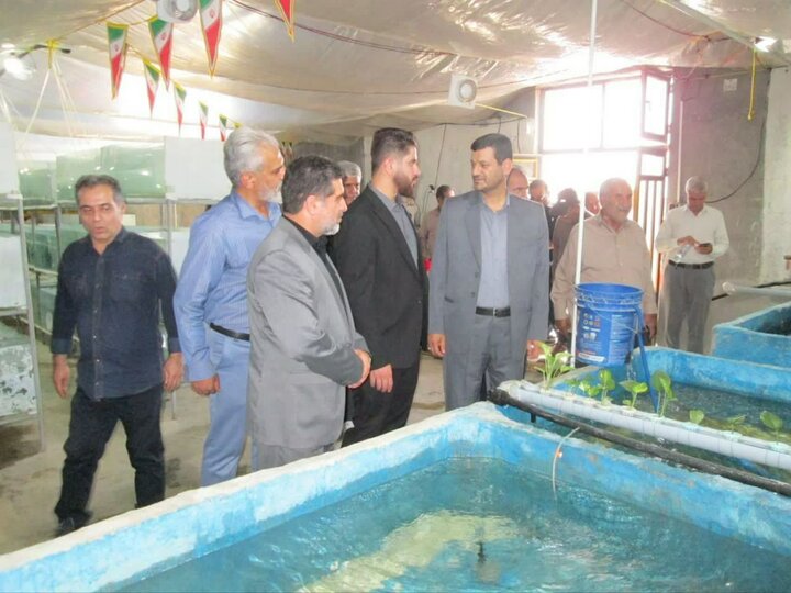 طرح پرورش یک میلیون قطعه ماهی زینتی در شهرستان کنگاور افتتاح شد