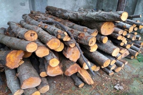 ۶۷۰ کیلو گرم چوب بلوط قاچاق در لردگان کشف شد