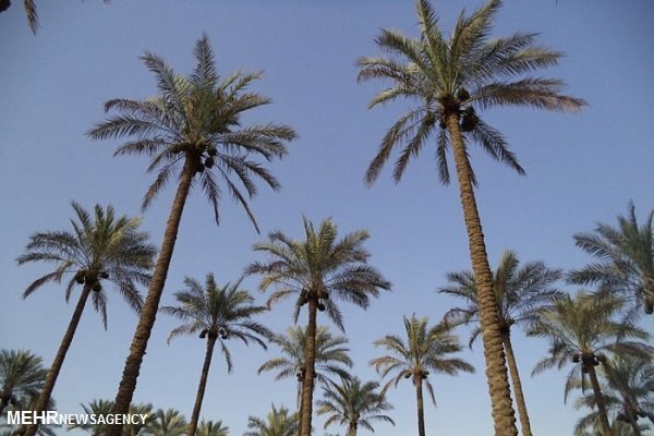 بزرگترین پروژه اصلاح شیوه آبیاری در دشتستان افتتاح شد