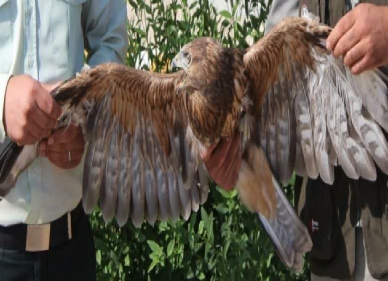 کشف یک بهله عقاب کمیاب در رودبار