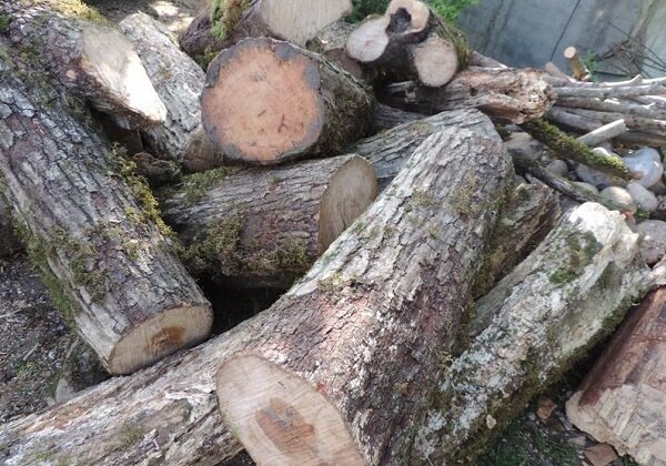 کشف ۲۸۰ کیلو گرم چوب بلوط قاچاق در اردل