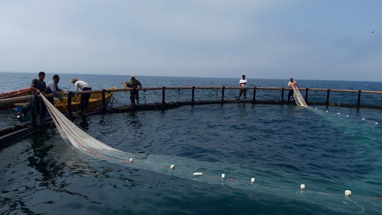 پرورش ماهیدرقفس ظرفیت کمنظیر خلیجفارس/ زنجیره تولید تکمیل شود