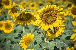 Sunflower field in Iran's Arak