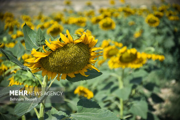 Sunflower field in Iran's Arak
