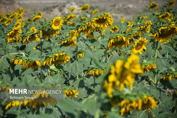 Sunflower field in Iran's Arak
