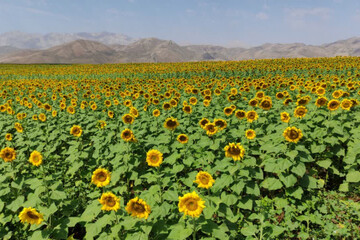 کشت گل آفتابگردان در ۴۰۰ هکتار از اراضی شهرستان کوهرنگ