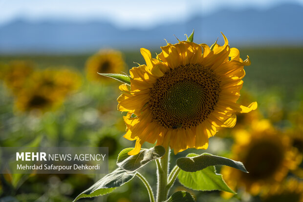 مزرعه آفتابگردان دیمه 8