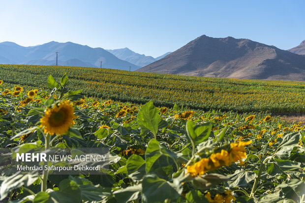 مزرعه آفتابگردان دیمه 10