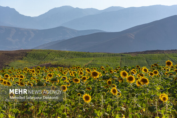 مزرعه آفتابگردان دیمه 16