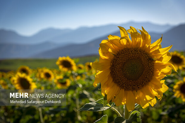 مزرعه آفتابگردان دیمه 14