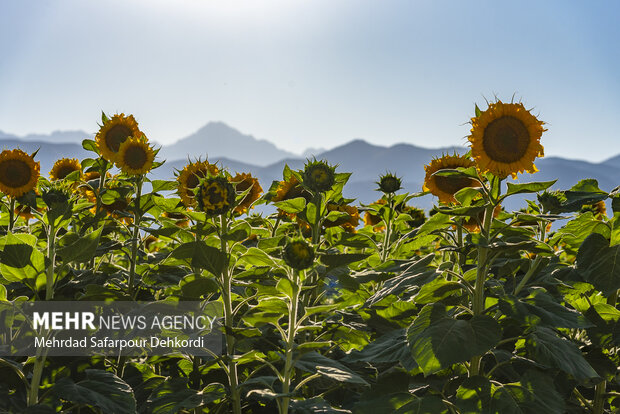 مزرعه آفتابگردان دیمه 12