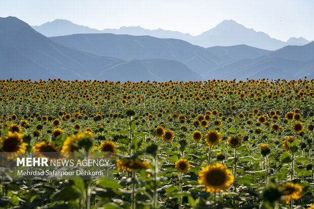 مزرعه آفتابگردان دیمه 15