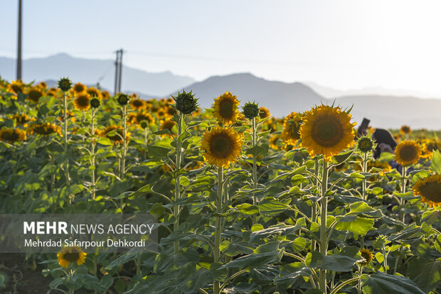 مزرعه آفتابگردان دیمه 18