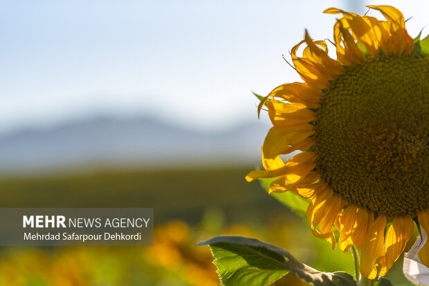 مزرعه آفتابگردان دیمه 2