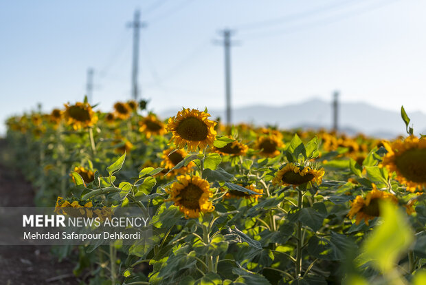 مزرعه آفتابگردان دیمه 19