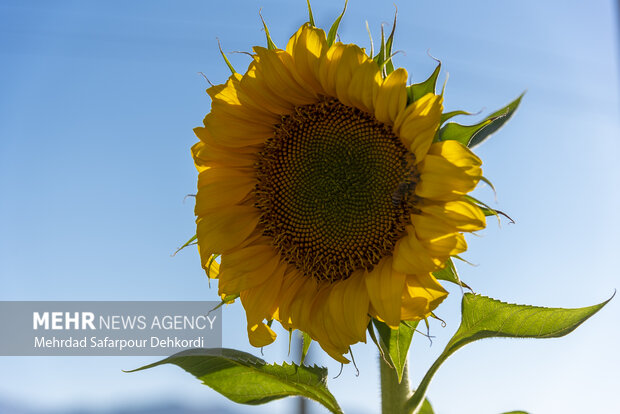 مزرعه آفتابگردان دیمه