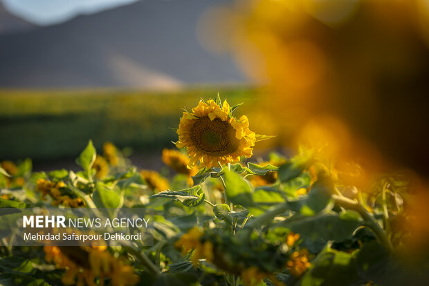 مزرعه آفتابگردان دیمه 6