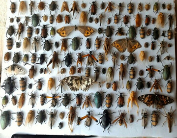موزه حشرات با ۴.۵ میلیون نمونه حشره از ۲۵ هزار گونه