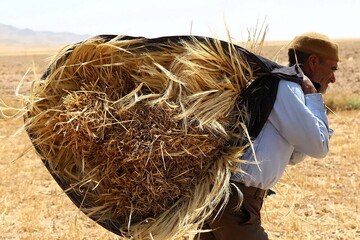 ۱۹۵۰ میلیارد تومان از مطالبات گندمکاران گلستانی باقی مانده است