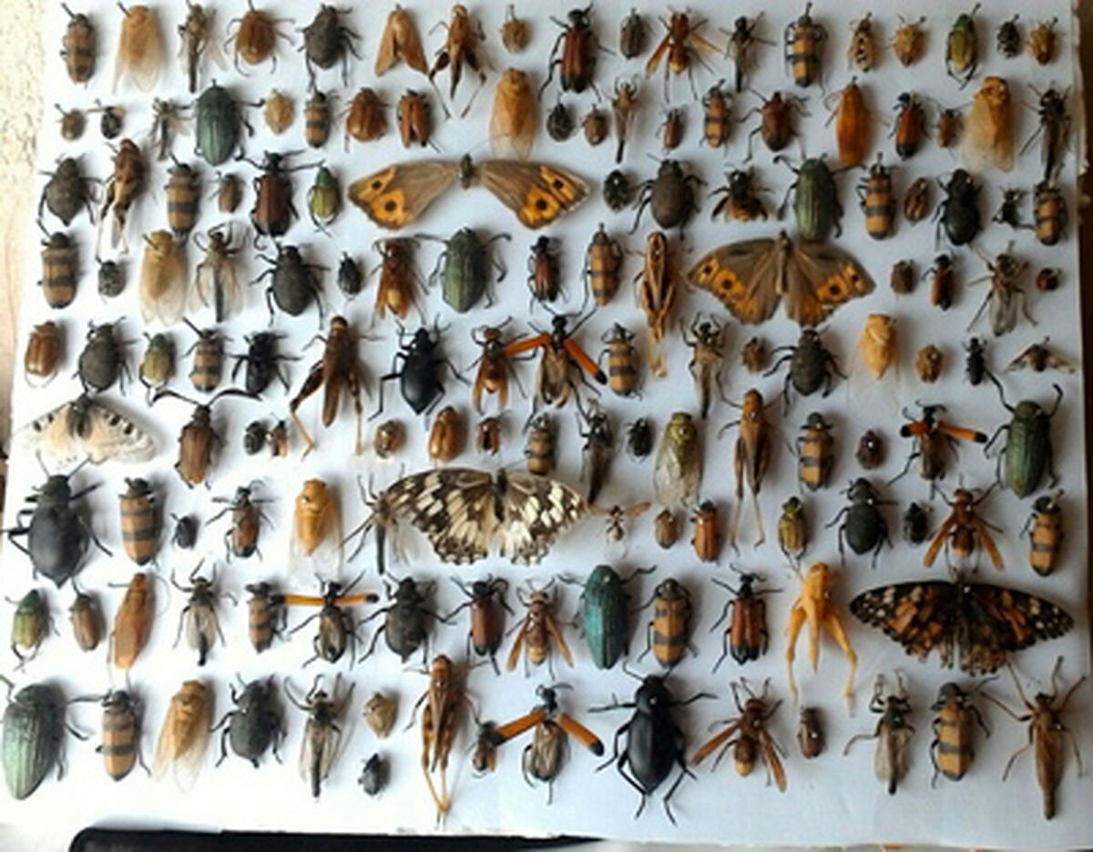 موزه حشرات با ۴.۵ میلیون نمونه حشره از ۲۵ هزار گونه