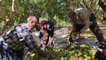 کیل‌گیری باغات بادام و هلو در شهرستان سامان